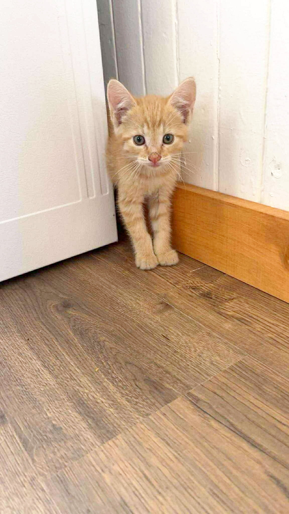 Abandoned kitten Abandoned kitten dozens kittens abandoned amqui: sad new